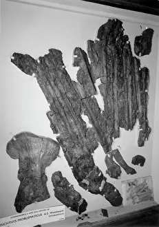 Problematicus: Leedsichthys problematicus