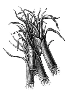 Leek: Leek vegetable