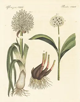 F. Gotz: Leek and victory onion