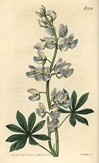Beta: Lee's blue-flowered tree lupin, Lupinus nootkatensis