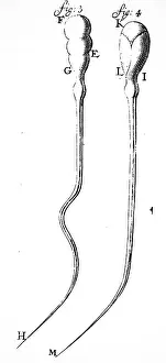 1686: Leeuwenhoek's observation of spermatozoa of a dog