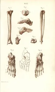 Corbie: Leg, ankle and foot bones