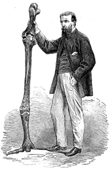 Dinornis: Leg Bones of the Dinornis Maximus 1865
