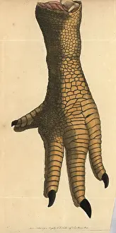 Ineptus: Leg of a dodo, Raphus cucullatus, Didus ineptus