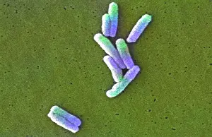 Medicinal: Legionella pneumophila Bacteria, SEM