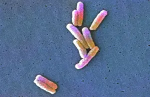 Medicinal: Legionella pneumophila Bacteria, SEM