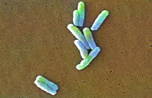 Medicinal: Legionella pneumophila Bacteria, SEM