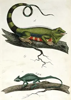 Basilisk: leguan and basilisk
