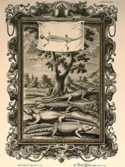 Lizards: leguans and lizards