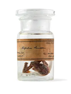 Hamiltons: Leiopelma hamiltoni
