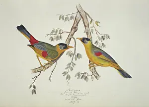 Singh: Leiothrix argentauris, silver-eared mesia