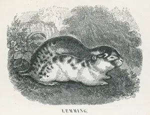 Tundra: LEMMING