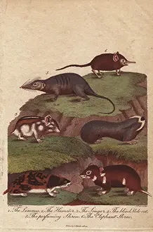 Hamster: Lemming, hamster, songar rat, blind mole-rat