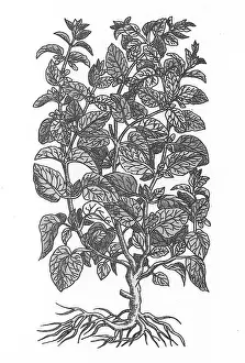 Stimulant: Lemon Balm