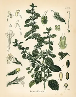Balm: Lemon balm or balm mint, Melissa officinalis