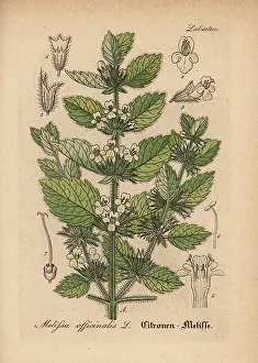 Balm: Lemon balm, Melissa officinalis
