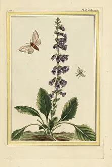 Balm: Lemon balm, Melissa officinalis