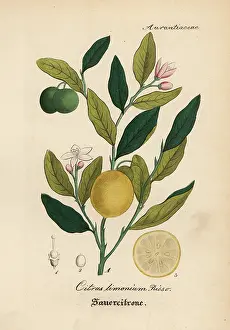 Risso: Lemon, Citrus limon