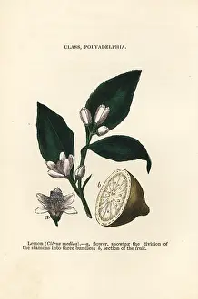 Stamen: Lemon, Citrus medica