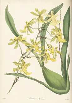 Nurseryman: Lemon-coloured oncidium, Oncidium citrinum