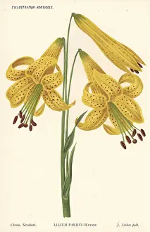 Stroobant: Lemon lily, Lilium parryi