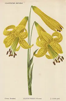 Stroobant: Lemon lily, Lilium parryis Watson