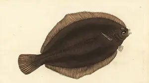 Smear: Lemon sole, Microstomus kitt