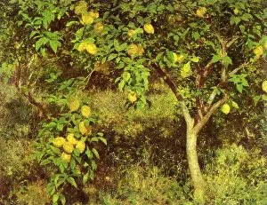 Corfu: The Lemon Tree