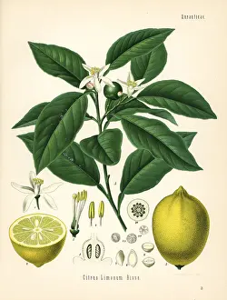 Limon: Lemon tree and fruit, Citrus limon