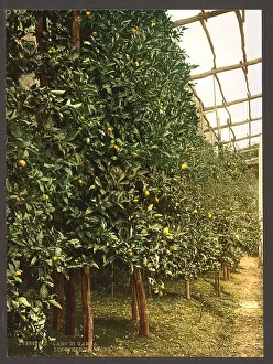 Garda: A lemon tree, Limone, Lake Garda, Italy