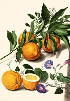 Citrus: Lemons and Flowers