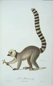 Audebert: Lemur catta, ring tailed lemur