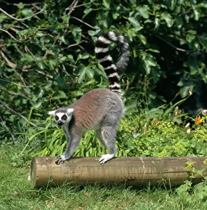 Prosimian: Lemur catta, ring-tailed lemur