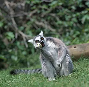 Prosimian: Lemur catta, ring-tailed lemur