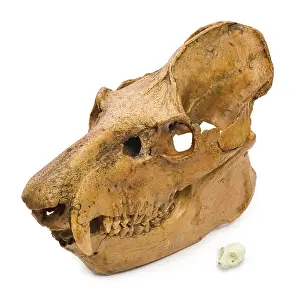Sloth: Lemur skulls from Madagascar
