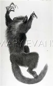 Madagascariensis: LEMUR / WOLF / HANHART