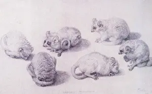 Primates: Six Lemurs, by Stubbs