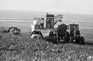 Crops: Lenin collective farm