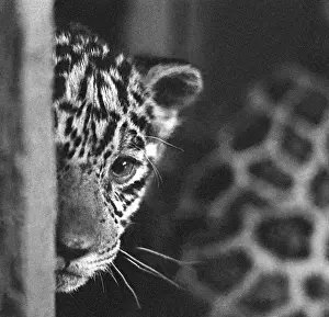 Jaguars: Leningrad Zoo, 1970