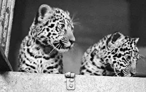 Jaguars: Leningrad Zoo, 1970