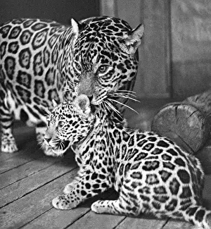 Jaguars: Leningrad Zoo, 1970
