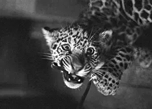 Jaguars: Leningrad Zoo, 1970