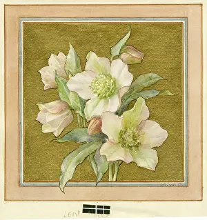 Lent: Lent Roses on a gold background