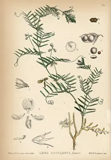 Esculenta: Lentil, Lens culinaris