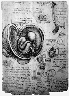 Fetus: Leonardo da Vinci, anatomical studies