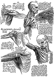 Musculature: Leonardo da Vinci, anatomical studies