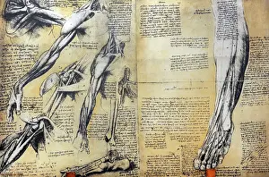 Draw: Leonardo da Vinci, anatomical studies