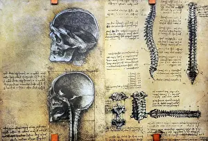 Ideal: Leonardo da Vinci, anatomical studies
