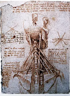 Musculature: Leonardo da Vinci, anatomical study