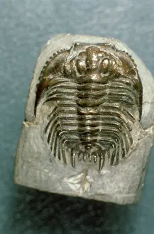 Coronata: Leonaspis coronata, trilobite